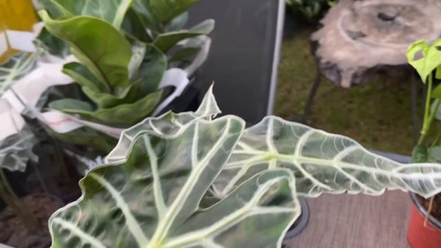 My Plantita Journey Vlog #119 || More Plants From Agrikultura 😍. Grateful Of Unexpected Gifts ❤️🙏