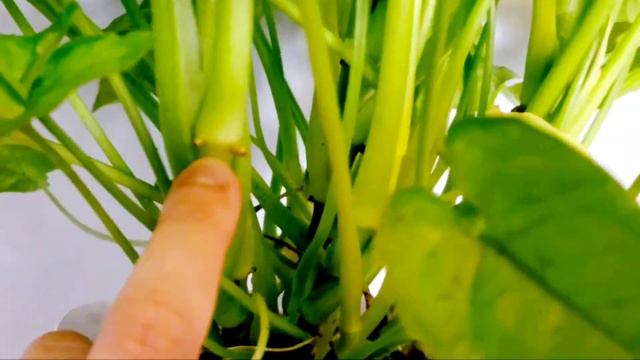 Syngonium Golden Allusion 02 Part 01 | Plant Vlog 279