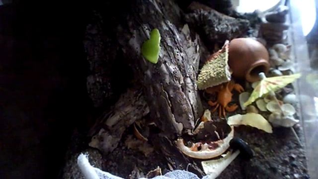 Кубинские тараканы