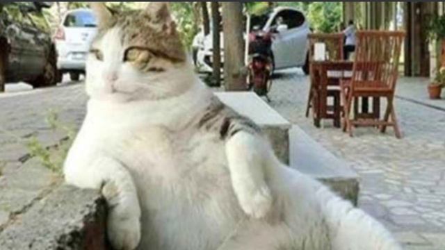 Стерилізація кішок та кастрація котів.Плюси та мінуси.#CAT_UA #здоровя_кота #домашні_тварини