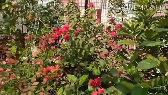 Fast Growing Flowering Vine..Jaquemontia...blue Cluster Vine😊#LoveWithNaturegardening.