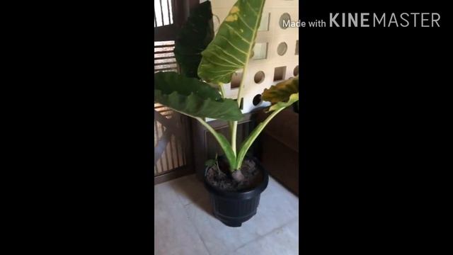 Tanaman Hias Keladi Alocasia/Alocasia Varigata