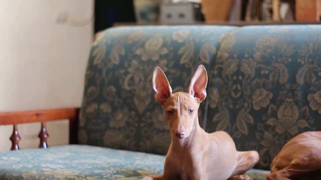 Cirneco Dell'Etna Puppy ETNA