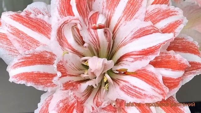 Амариллис махровый Дансинг Квин amaryllis ? обзор: как сажать луковицы амариллиса Дансинг Квин