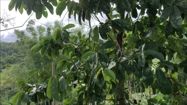 PINK CADENA DE AMOR VALENTINE FLOWERS OF FEBRUARY IN THE PHILIPPINES @Simpleng Hardin