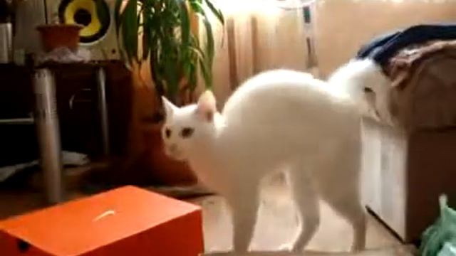 Белый кот эффектно ушел