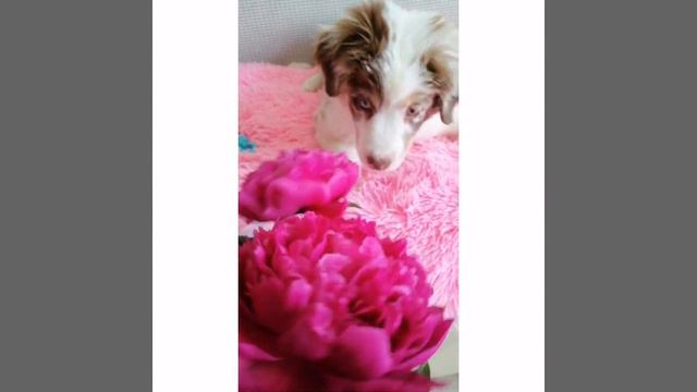 Марусе 3 месяца. #аусси #ауссимарьям #aussie