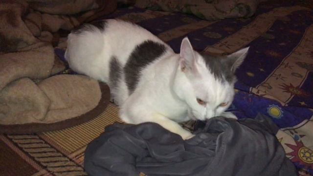 33211293b27eba396f1398641578f7b8