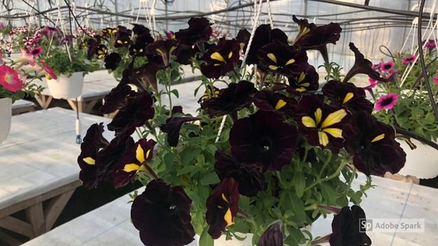 Petunii 2019 Serie Noua