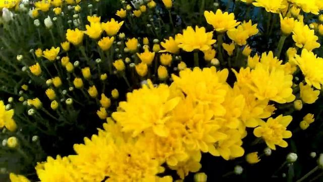 Хризантема. Обзор теплиц.