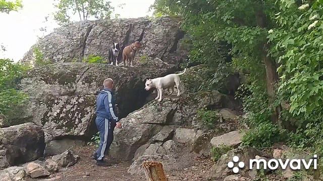 Прогулка с собаками 31.05.2020