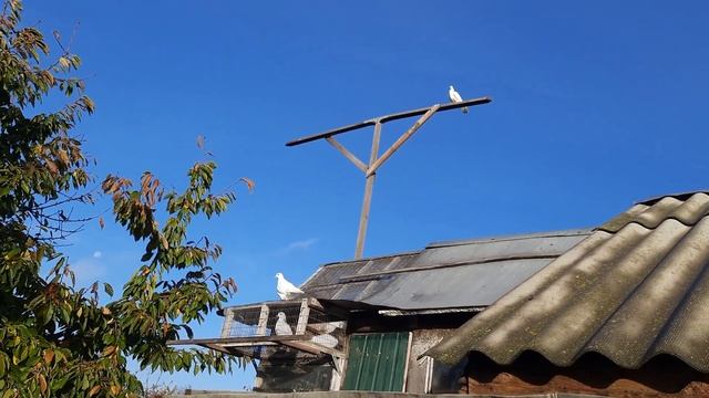 Голуби вернулись утром.