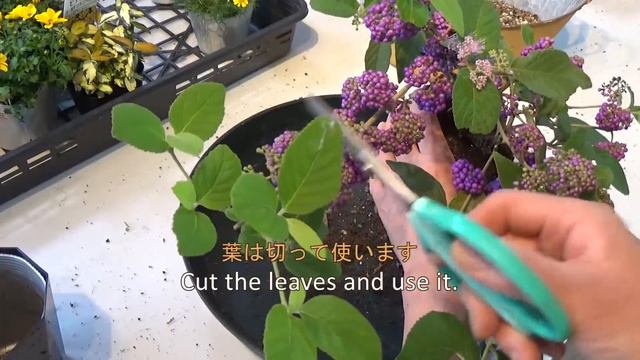 ブリキ缶で♪秋の寄せ植え🌜ハロウィン風🌛Happy Halloween Planter