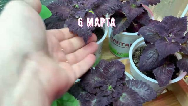 СТЕЛЛАЖ СПУСТЯ МЕСЯЦ. 06.03.2021