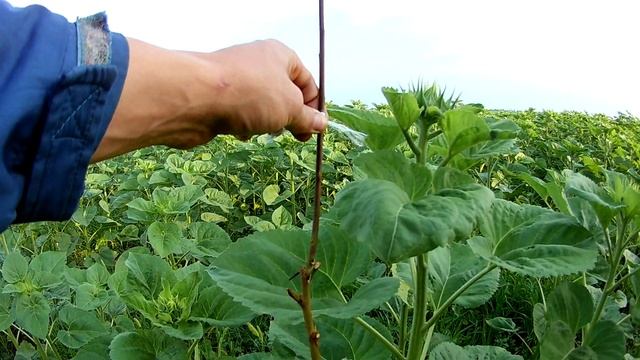 Музыкальная Импровизация