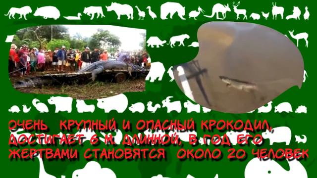 Прыгнул прямо к акуле) Это просто жесть