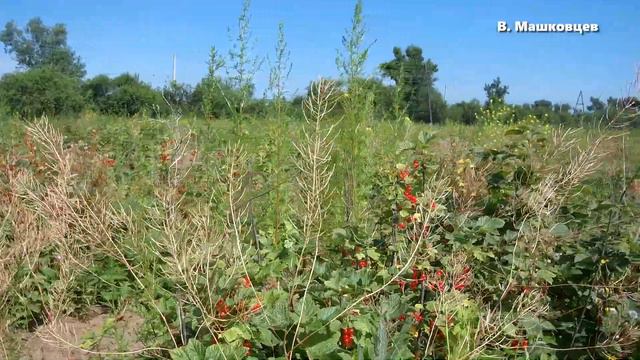 Минусинск 13 июля 2021г. Опытное поле  День 2
