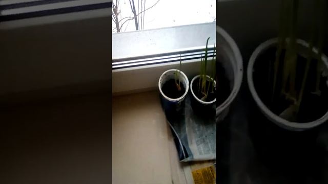 Чеснок на зелень