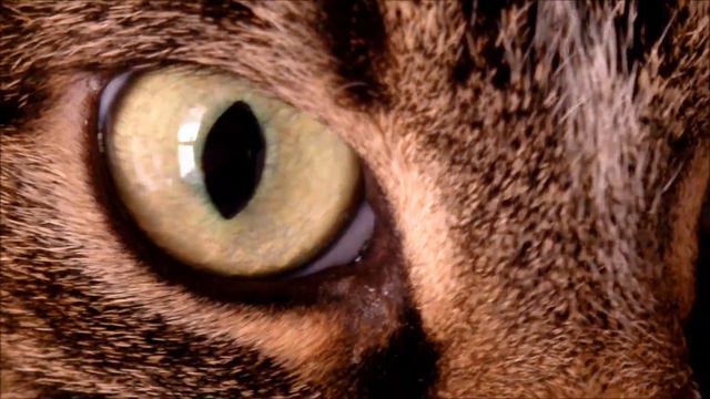 Cat Eye Macro