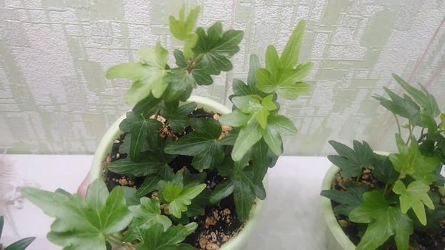 Плющи в горшочках. Hedera helix Pixie Dixie. Продажа.