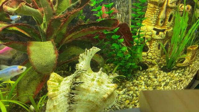 Читаем вместе: В.Г.Распутин «Уроки французского»/10.04.23 21:20