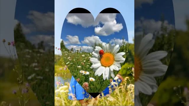 Игорь Виданов - ромашки