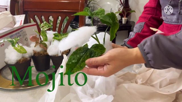 Unboxing My New 5 Rare Syngunium