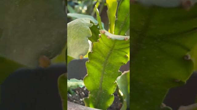 Golden Epiphyllum Flower Buds