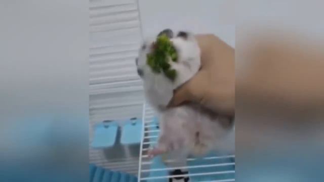 СМЕШНЫЕ КОТЫ И ДРУГИЕ ЖИВОТНЫЕ  2018