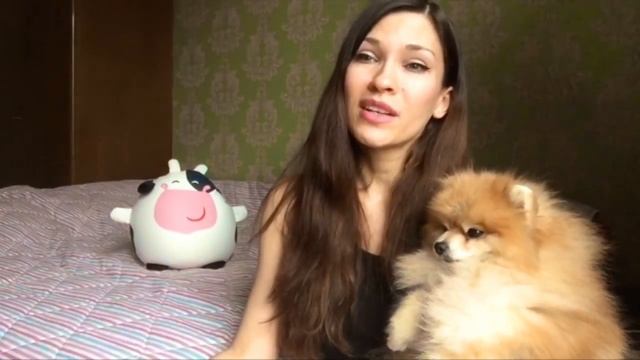 Как у меня появилась Собака Шпиц Гетсби