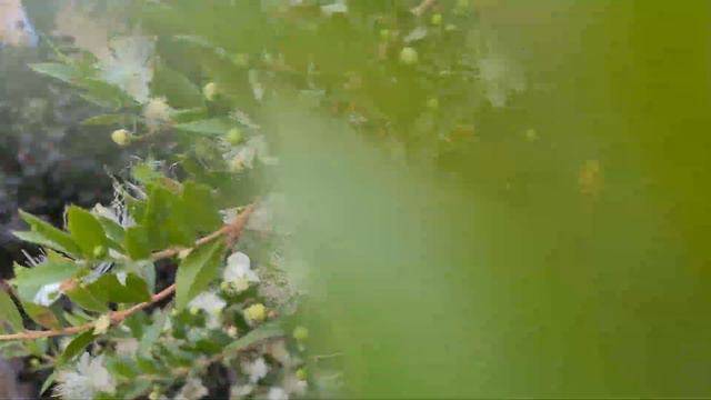 הדס מצוי פורח مورد Myrtus  Communis With Flowers