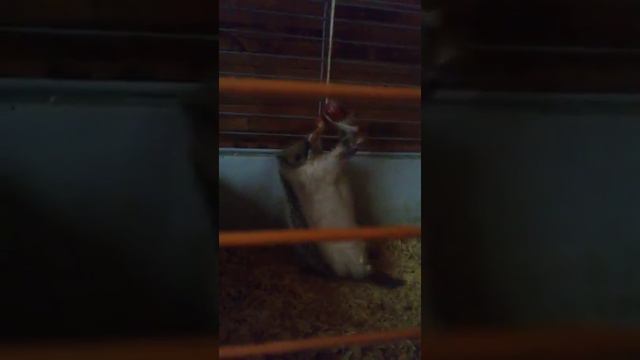 Агрессивный ежик