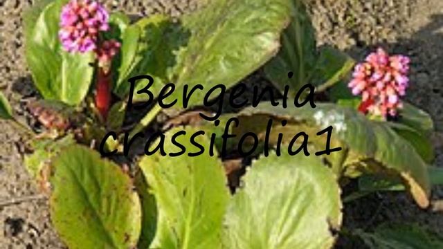How to pronounce Bergenia crassifolia1 in Latin?