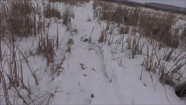 Прогулки по лесу. Прогулки на свежем воздухе. Пешие походы . Hiking