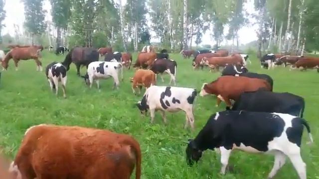 Хозяйство Арсанова, животноводство.