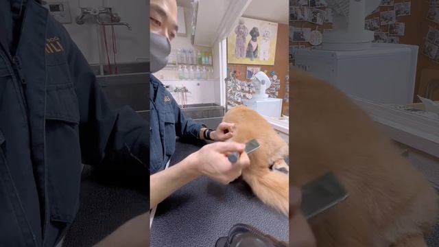 【トリミング】後ろ足ぴーん！で美容中普通に寝るワンコさん