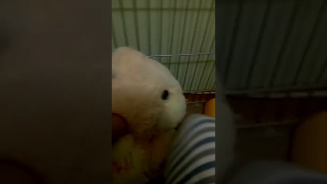 Кавалер-кинг-чарльз-спаниель наши малыши первое моё видео с детками