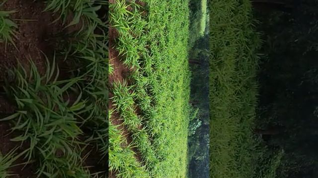 Ginger Farming