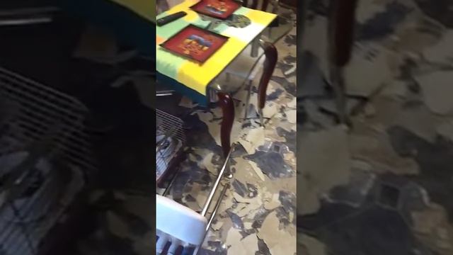 Пришли хозяева домой.....