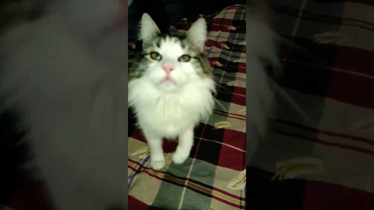 Когда котик Саня хочет играть. #кошка #cat #gato #Katze #chat #kedi #猫 #고양이 #貓