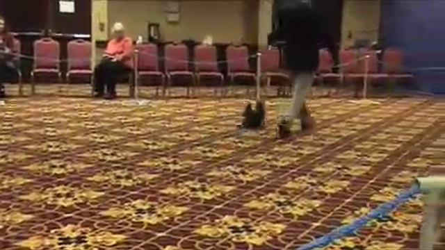 Dog Show