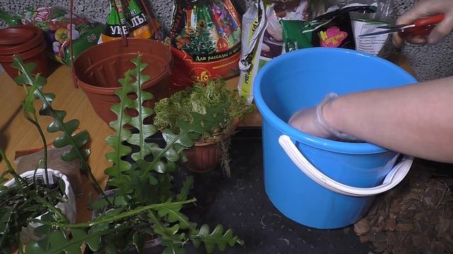 Эпифиллум ангулигер. СЪЕДОБНЫЙ КАКТУС эпифит с гигантскими цветами. Пересадка в подвесное кашпо.