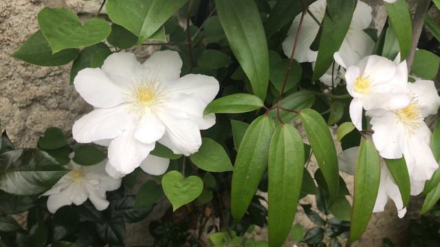 Clématite 'Clematis 'Henryi'' La Pureté Blanche Se Fait Fleur