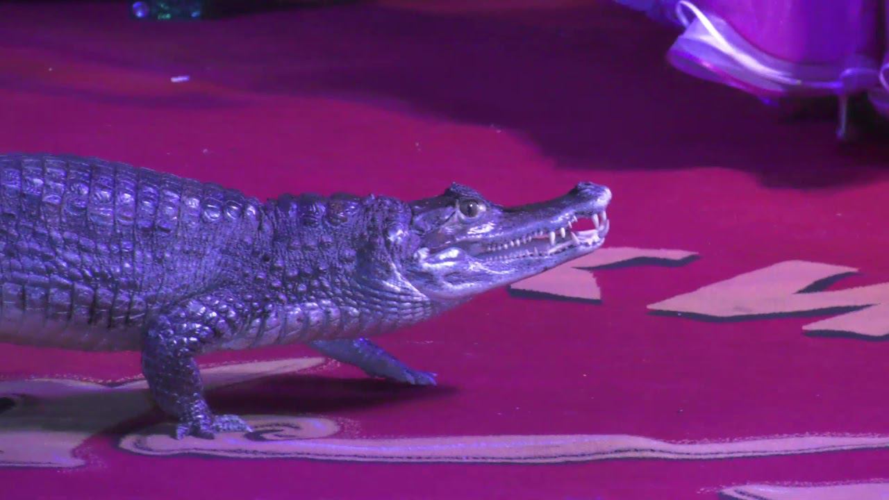 Танцевально-цирковое шоу 