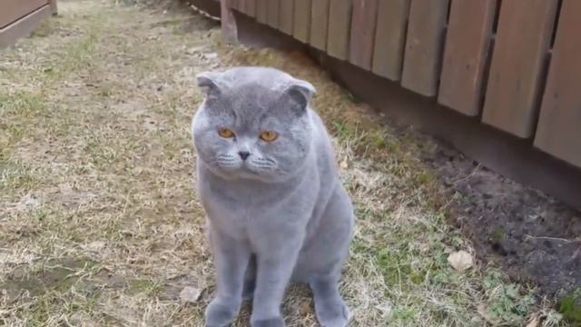 Кот ругается на хозяйку