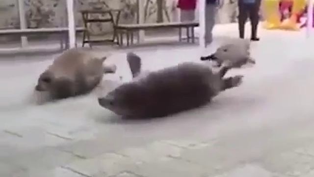 Приколы CUBE Тюлени ржачно прыгают на животе