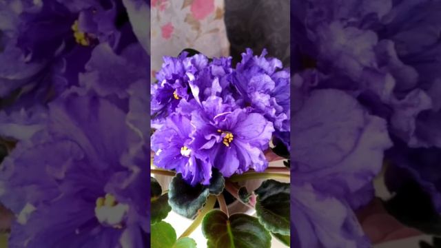 ФИАЛКА ЕК- СИНЕГЛАЗЫЙ КОРОЛЬ