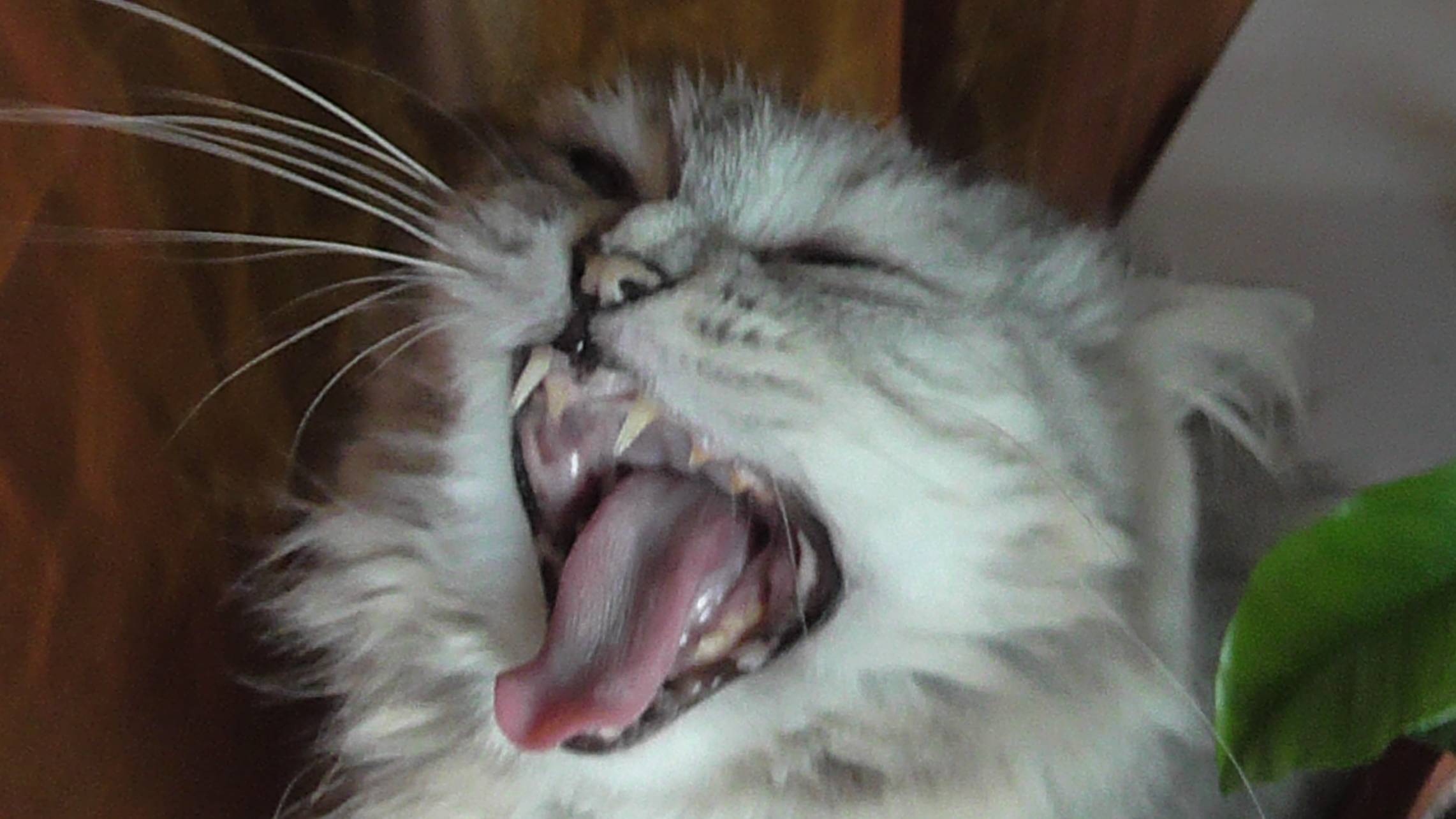 Моя кошка.2009 год.