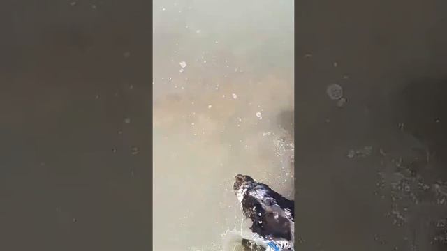 Спрингер спаниель Линда