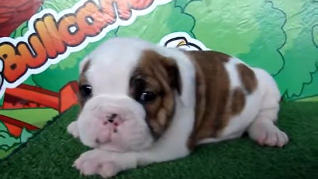 English Bulldog For Sale - Pandora - Http://www.bullcanes.net - Ceo@bullcanes.net